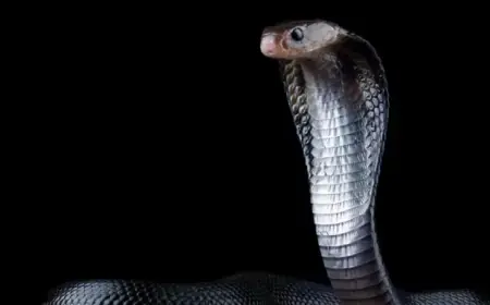 Man Survives Deadly Snake Bites for 20 Years, Reveals Universal Antivenom Secrets