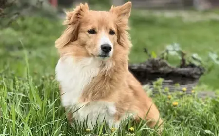 Simplified EU Pet Travel Rules to Make Trips Easier and Cheaper