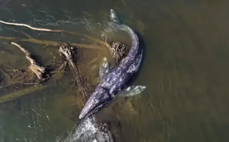 Gray Whale Stuns Willapa River by Swimming 20 Miles, Then Dies