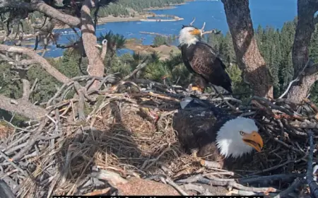First Big Bear Bald Eaglet Hatches; Second Egg Shows Pip