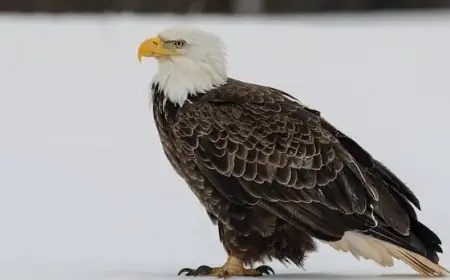 Bald Eagles Reach Record Numbers in Annual Kings County Survey