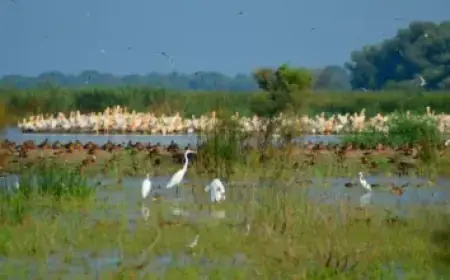 IPL 2026: Gaikwad Faces Challenge from Samson’s CSK Arrival, Experts Analyze