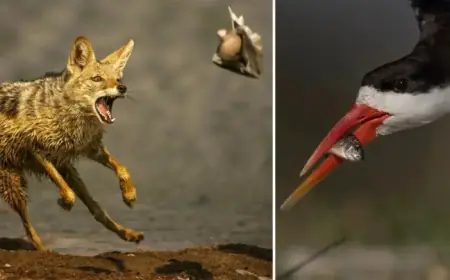 Technology Transforms Wildlife Photography: Skillful Adaptation Required