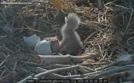 Big Bear Bald Eagle Cam: Jackie and Shadow Welcome Two New Eaglets