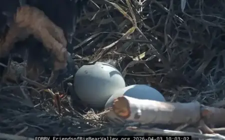 Watch Live: Bald Eagle Egg Hatches on California Cam