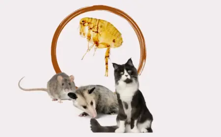 Recent Typhus Outbreaks Hit Santa Monica and Central Los Angeles