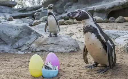 Penguins Delight in Easter Egg Hunt at West Midlands Safari Park