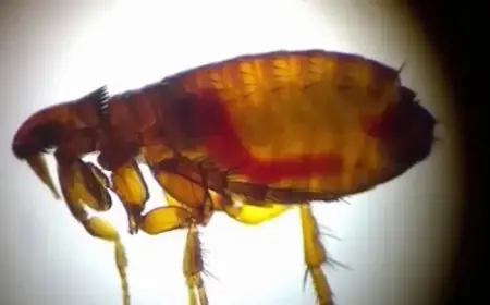 LA County Faces Record Typhus Outbreak with 90% Hospitalized