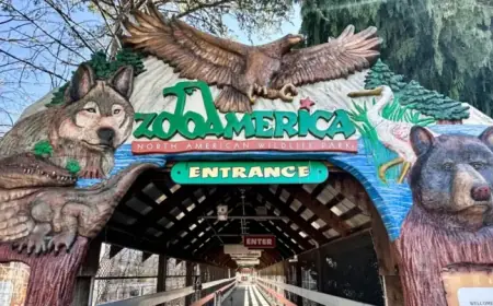 Wolf Injures Toddler at Zoo America After Fencing Breach