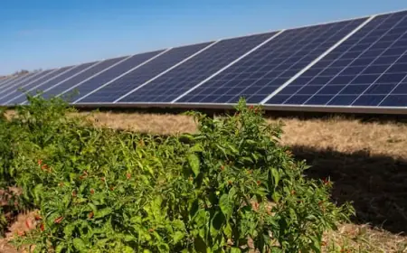 Chili Peppers Boost Solar Power Growth in Africa