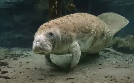 Rescuers Share Update on Manatee Saved from Storm Drain by Officials