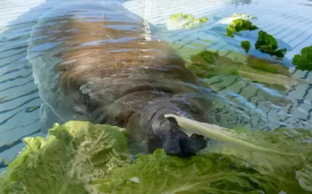 Rescued Manatee Melby to Be Released After SeaWorld Recovery