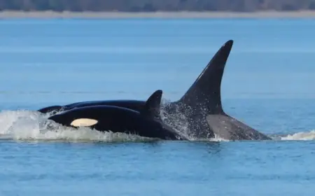 Unseen Killer Whale Pod Makes Mysterious Visit to Seattle