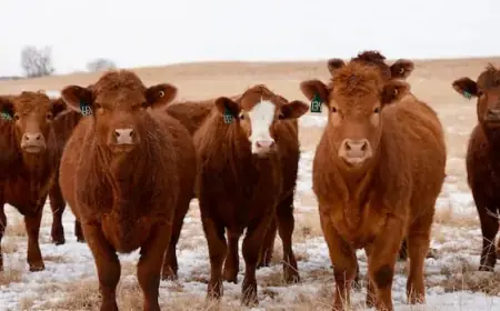 Alberta Town Implements DIY Strategy to Solve Livestock Vet Shortage