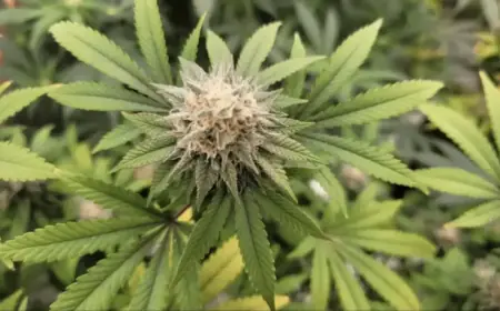 Maine Lawmakers Defeat Bill to Legalize Marijuana Consumption Lounges