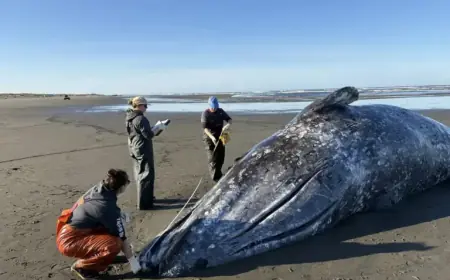 Starving Gray Whales Found Dead in Ocean Shores After Willapa River Swim