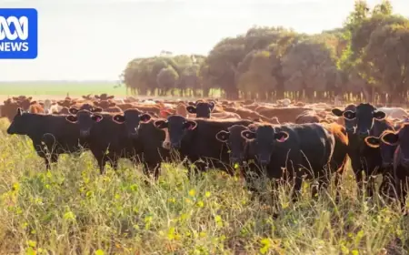 AACo Avoids Investigation into Cattle Deaths After Reassuring Regulators