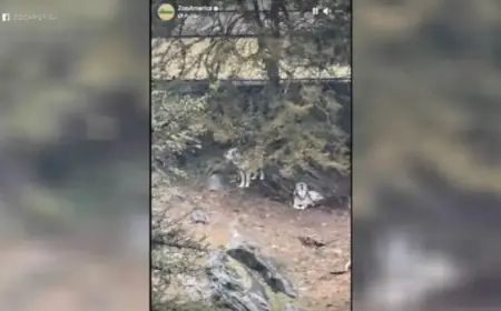 Parents Face Charges After ZooAmerica Wolf Injures Toddler at Hersheypark