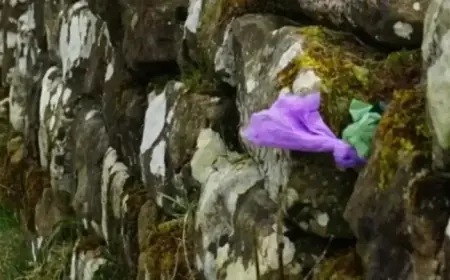 Irresponsible Dog Owners Turn Hadrian’s Wall into Giant Waste Bin
