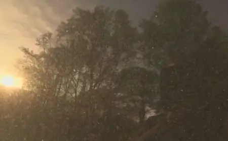 Arkansas Pollen Levels Surge: Allergist Explains Spring Allergy Increase