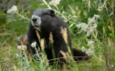 Marmot Returns for Second Chance at Wild Release