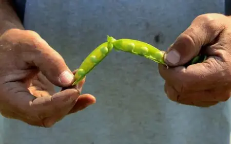 Lethbridge Farmers Struggle as Processing Plant Shuts Down