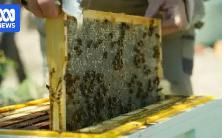 Varroa Mite Destroys Over 1,000 Beehives in ACT