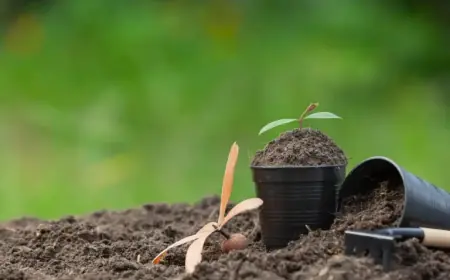 Australia Faces Fertiliser Crisis, Low-Cost Renewables Could Provide Relief
