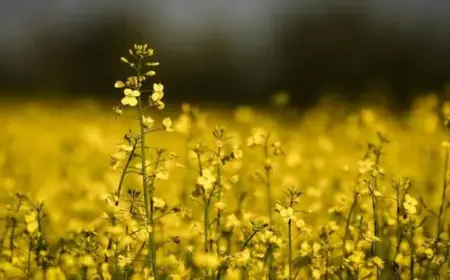 Rising Diesel Costs Hit Canadian Farmers Hard