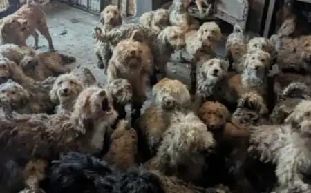 Over 250 Cockapoos Rescued from Home, Many Suffer Severe Vision Loss