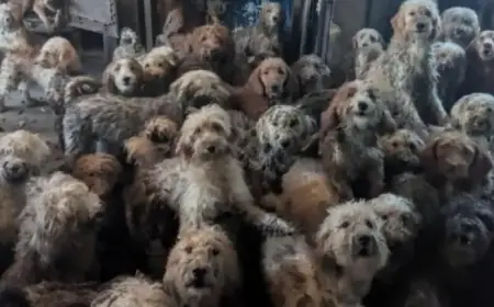 RSPCA Rescues 250 Neglected Poodles from Overwhelmed Breeders’ Filthy Conditions