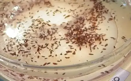 Record Flea-Borne Typhus Surge in L.A.: Hotspots and Protection Tips