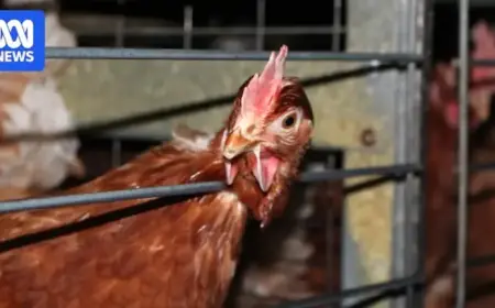 New Laws Enhance Living Conditions for Egg-Laying Hens in Cages