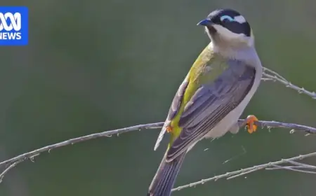 Farm Owner Fined for Prioritizing Profit by Clearing 112 Hectares of Bushland