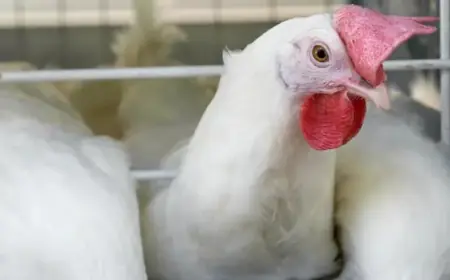 Worker Dies in Annapolis Valley Poultry Facility Accident