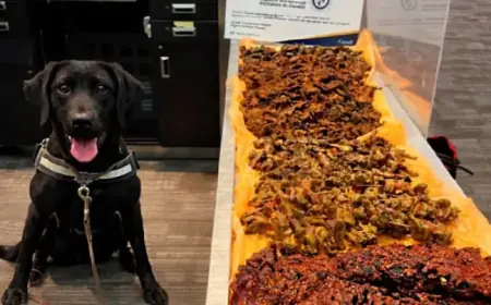 Detector Dog at Pearson Airport Uncovers 40kg of Undeclared Meat