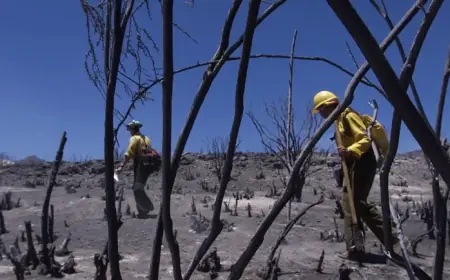 Trump Administration Targets U.S. Forest Service, Threatens Forest Conservation