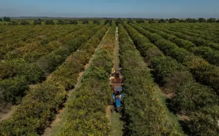 El Niño to Escalate in August, Intensifying Heat and Threatening Crops
