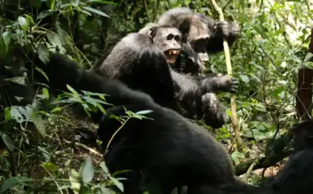 Chimpanzee Betrayal: Scientists Shocked by Fatal Attacks on Allies