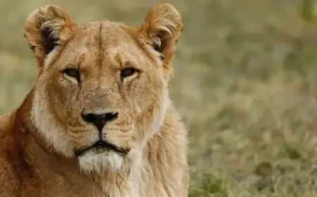 NASA Considers Lioness Pawprints for Future Space Rover Designs