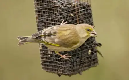 RSPB Urges Bird Lovers: Remove Summer Feeders to Protect Wildlife