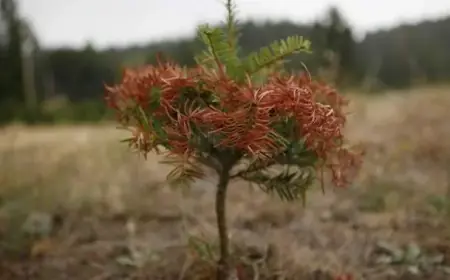 Drought in B.C. Highlights Sharp North-South Regional Divide