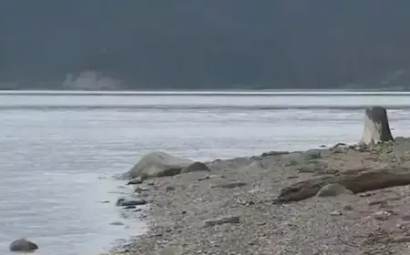 Sheriff Solves Mystery of Dead Canines Found on Guemes Island Shore