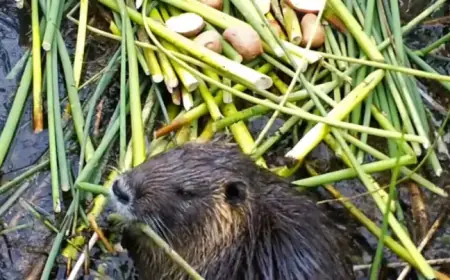 Theory Suggests Deliberate Release of Invasive Rodent Plaguing California