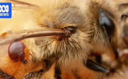 Varroa Mite Resistance Threatens Beekeepers with New Setback