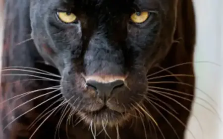 Northern Ireland Police Receive ‘Big Cats’ Reports Over Five Years
