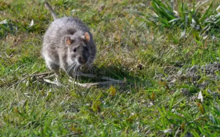 Monty Don Alerts: Avoid This Simple Mistake to Prevent Rats