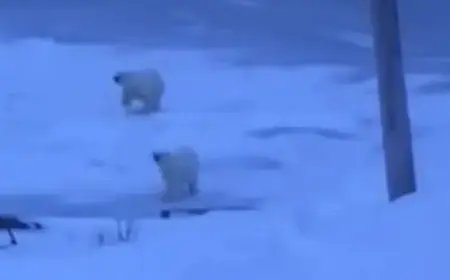Polar Bears Observed Near Black Tickle Coastline