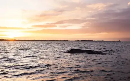 Biologist Plans Autopsy: Can Whale Songs Rescue Timmy the Whale?