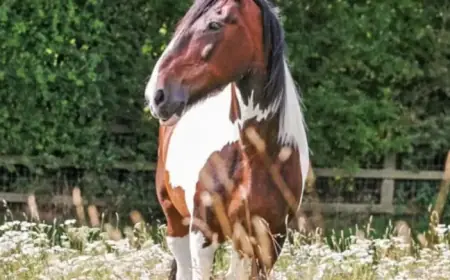 Beloved Police Horse, Local Legend, Passes Away at Wycombe Equine Charity